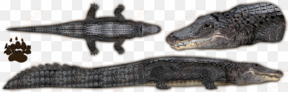 american alligator - zoo tycoon 2 alligator