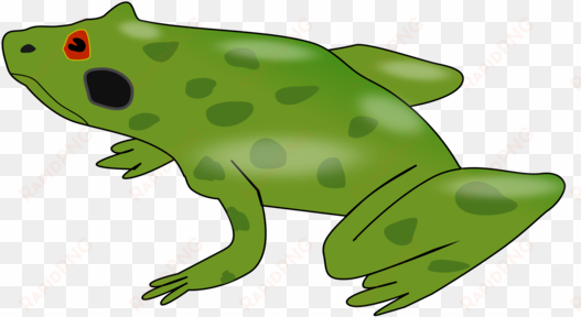 American Bullfrog Kermit The Frog Amphibian Australian - Custom Frog Shower Curtain transparent png image