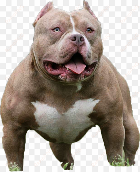 american bully pitbull png