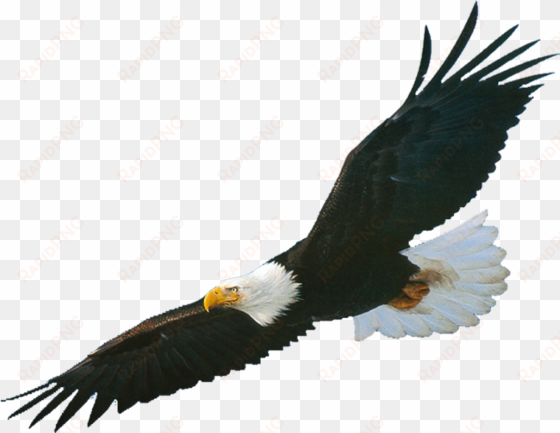 american eagle head png - aigle libre de droit