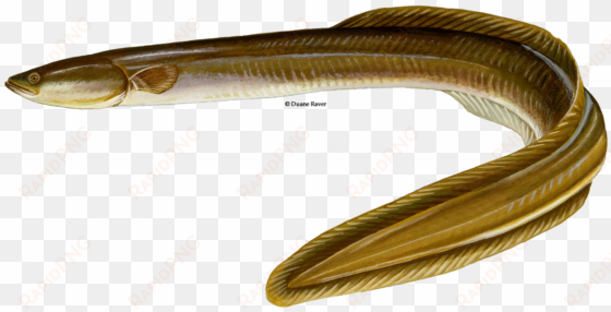 american eel png