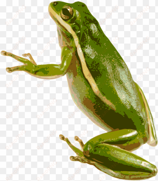 american green tree frog png - green tree frog transparent