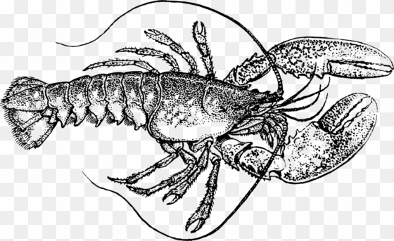 american lobster drawing seafood watercolor painting - vintage lobster illustration