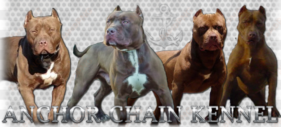 american pitbull terrier kennels