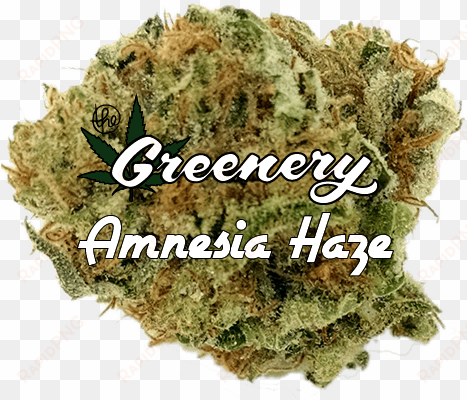 amnesia haze - moss