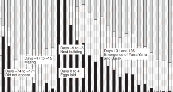 amount of time the female platypus koorina spent in - illustration