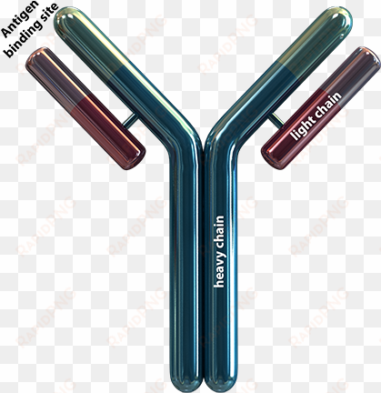 an antibody is roughly shaped as a ”y“, consisting - antibody png