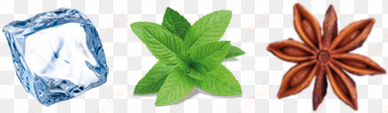 an icy burst of fresh mint leaves - perennial herb mint seeds
