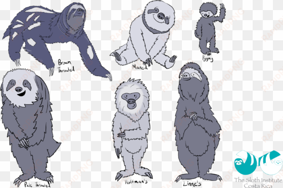 an illustration of sloth types - sloth love costa rica