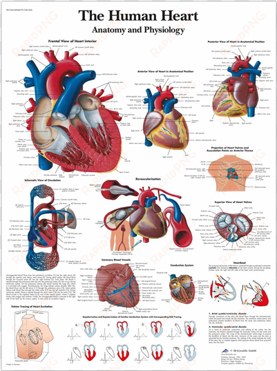 anatomical chart - human heart - create heart healthy environment