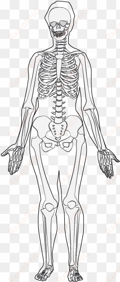 anatomy body - basic skeleton drawing