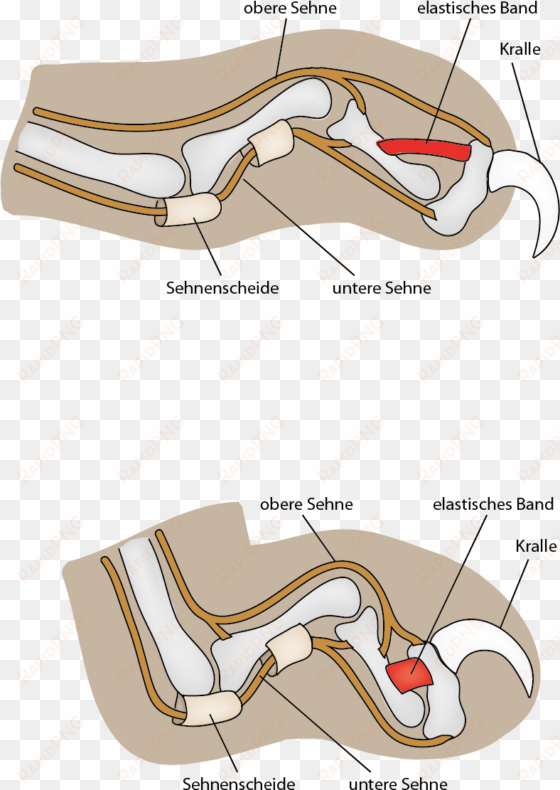 anatomy of cat nail file claw mechanism png wikimedia - cat's claw mechanism of action