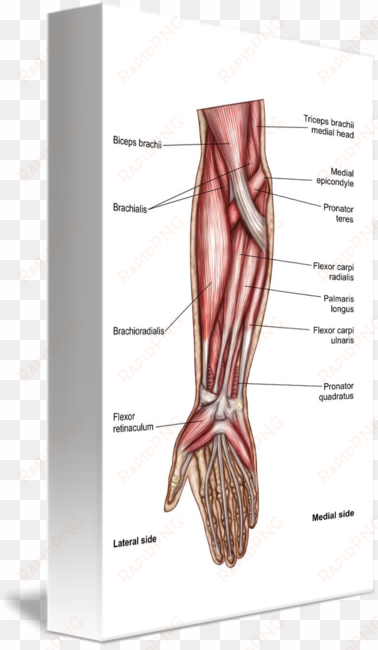 anatomy of human forearm muscles - forearm muscles