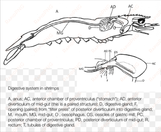 anatomy of shrimp digestive system