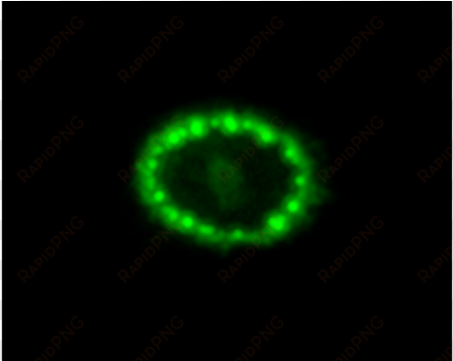 and this is how the type 2 supernova explosion occurs - supernova 1987a