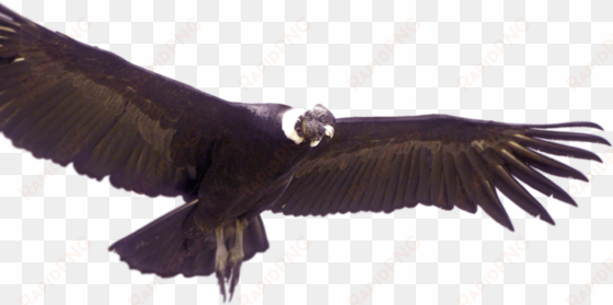 andean condor - animales de colombia png