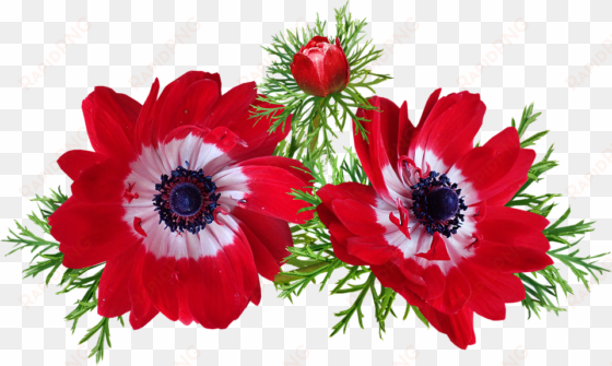 anemone, red, flowers, spring, garden, nature - anemone