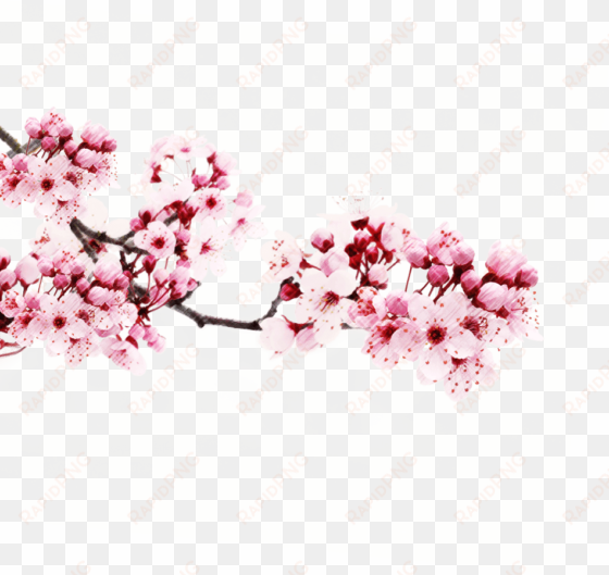Anese Flowering Cherry Png Transpa Picture - El Don Supremo [book] transparent png image