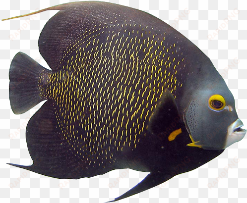 angelfish clipart transparent fish - rock beauty