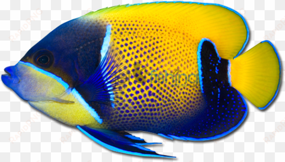 angelfish png pic - angel fish png