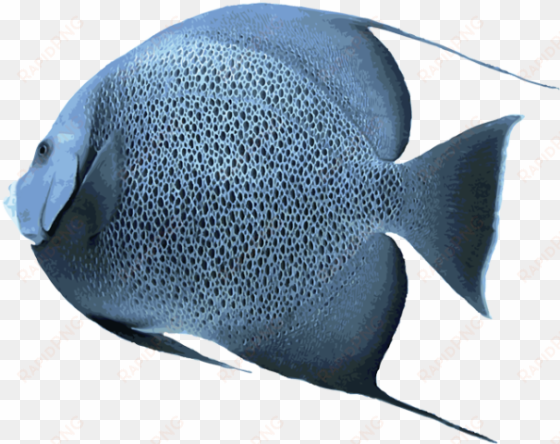 angelfish transparent png - salt water fish png