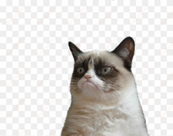 angry cat png picture - grumpy cat face png