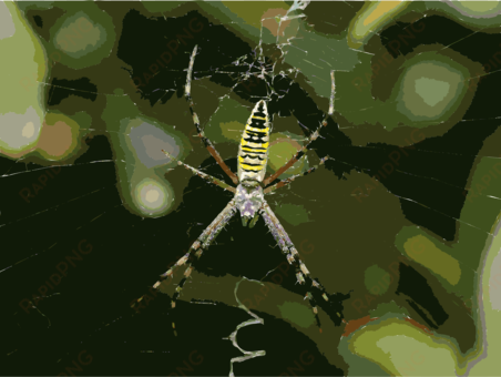 angulate orbweavers wasp spider spider web tangle web - Паук Похож На Осу