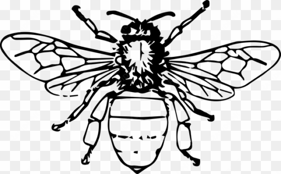 Animal Bee Bi Bug Insect Bee Bee Bee Bee B - Honeybee Black And White transparent png image