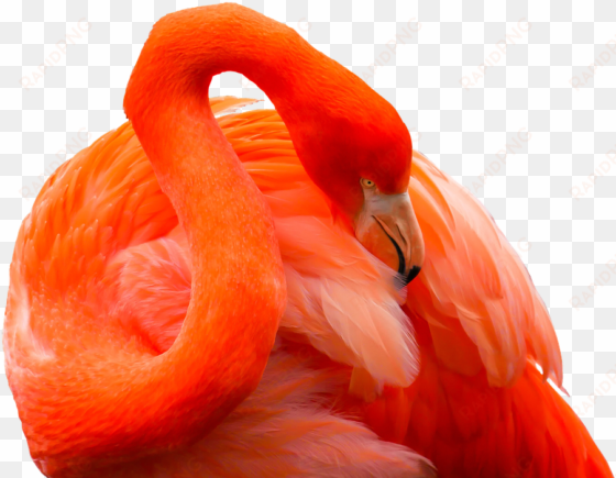 animal, bird, flamingo, feather, red, bill, exotic, - orange flamingo