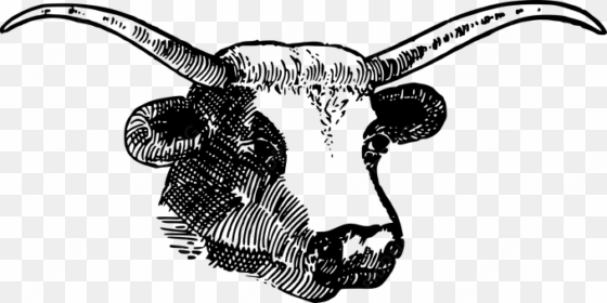animal bovine bull cow farm head horns bul - clipart horns