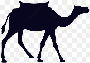 animal, camel, mammal, wildlife, africa - man on camel png
