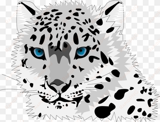 animal cat leopard snow leopard wild cat c - cartoon snow leopard face