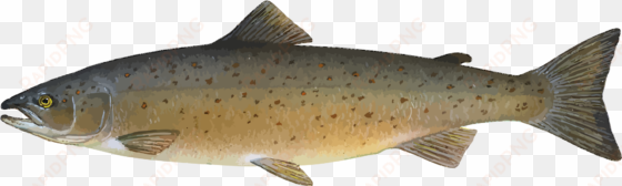 animal fish food ocean river salmon sea fi - atlantic salmon salmon clipart