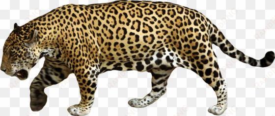 animal jaguar png download image - jaguar png