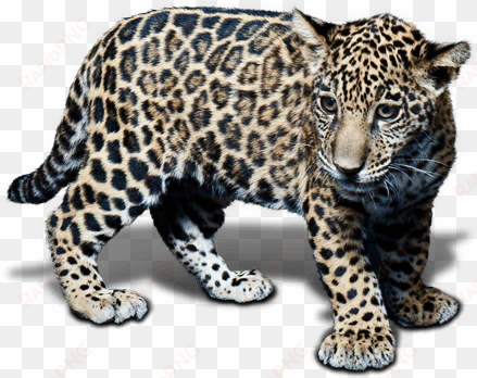 animal jaguar png free download - baby jaguar white background