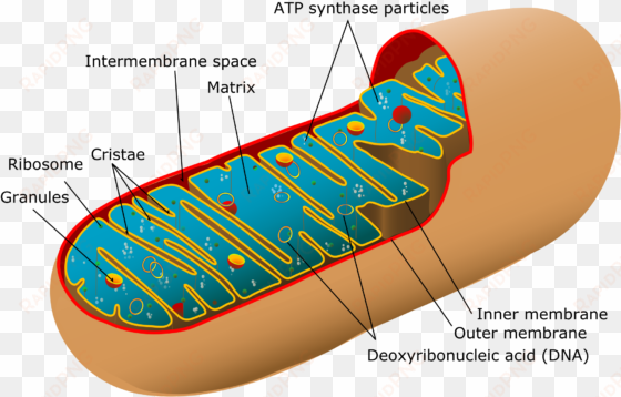 animal mitochondrial diagram - labeled diagram of the mitochondria