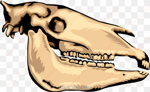 animal skull royalty free vector clip art illustration - mesozoic fossils