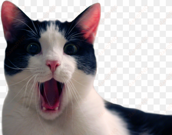 animalcat - funny cat transparent background