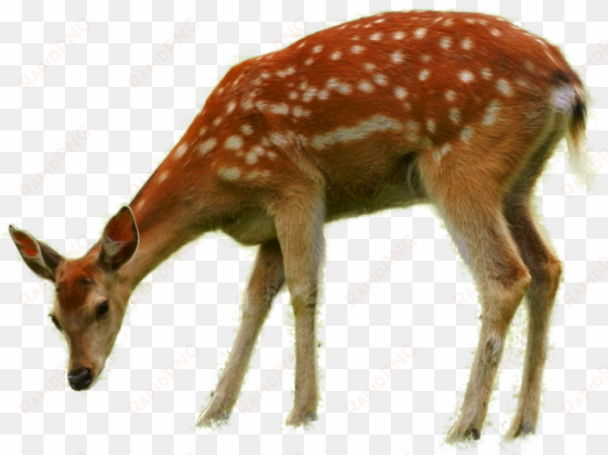 animales png - deer eating grass png