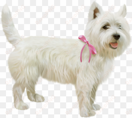 animales png, perros, formato png, collar de perro - dog