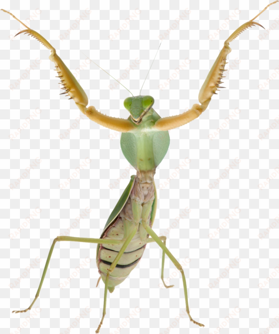 animalpraying mantis - praying mantis transparent background