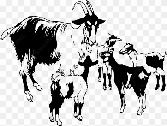 Animals, Baby, Kid, Kids, Cartoon, Mammals, Goat - Goats Clipart Black And White transparent png image