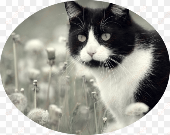 animals cats cat in dandelions 042195 - hermosos gatos