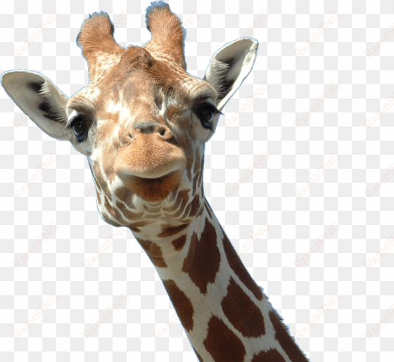 animals - giraffes - giraffe head png