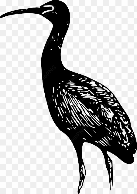 animals, glossy, birds, ibis, standing, animal, bird - bald ibis vector