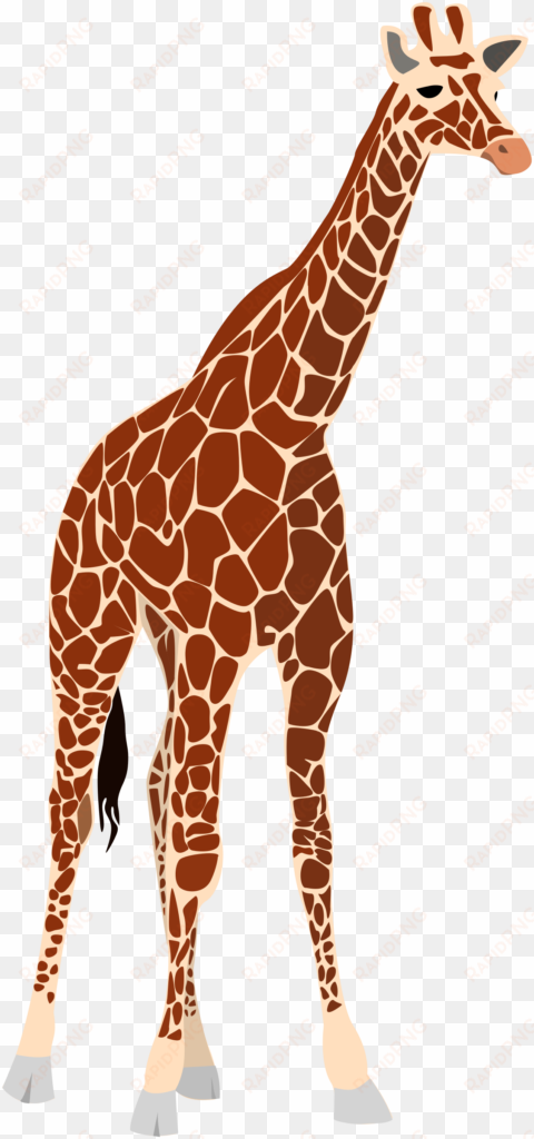 another giraffe png images 281 x