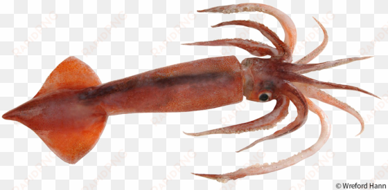 antarctic squid png image - arrow squid