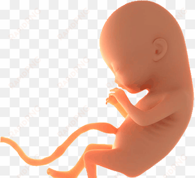 antenatal care - baby in womb transparent