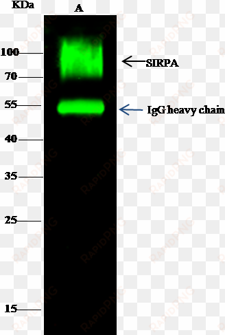 anti-sirp alpha antibody images - signal-regulatory protein alpha