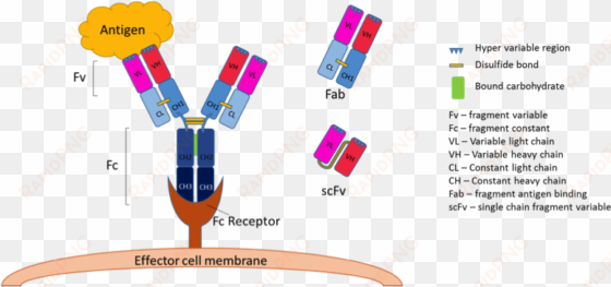 antibody figure - fv antibody